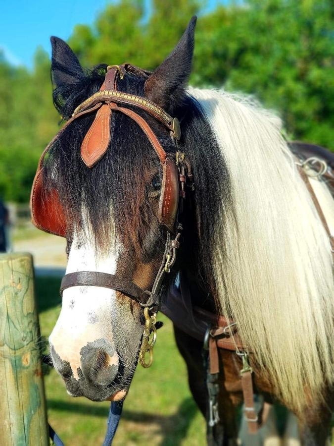 Les Chevaux De L'Hippocampe Hotel Mont-Dol Ngoại thất bức ảnh